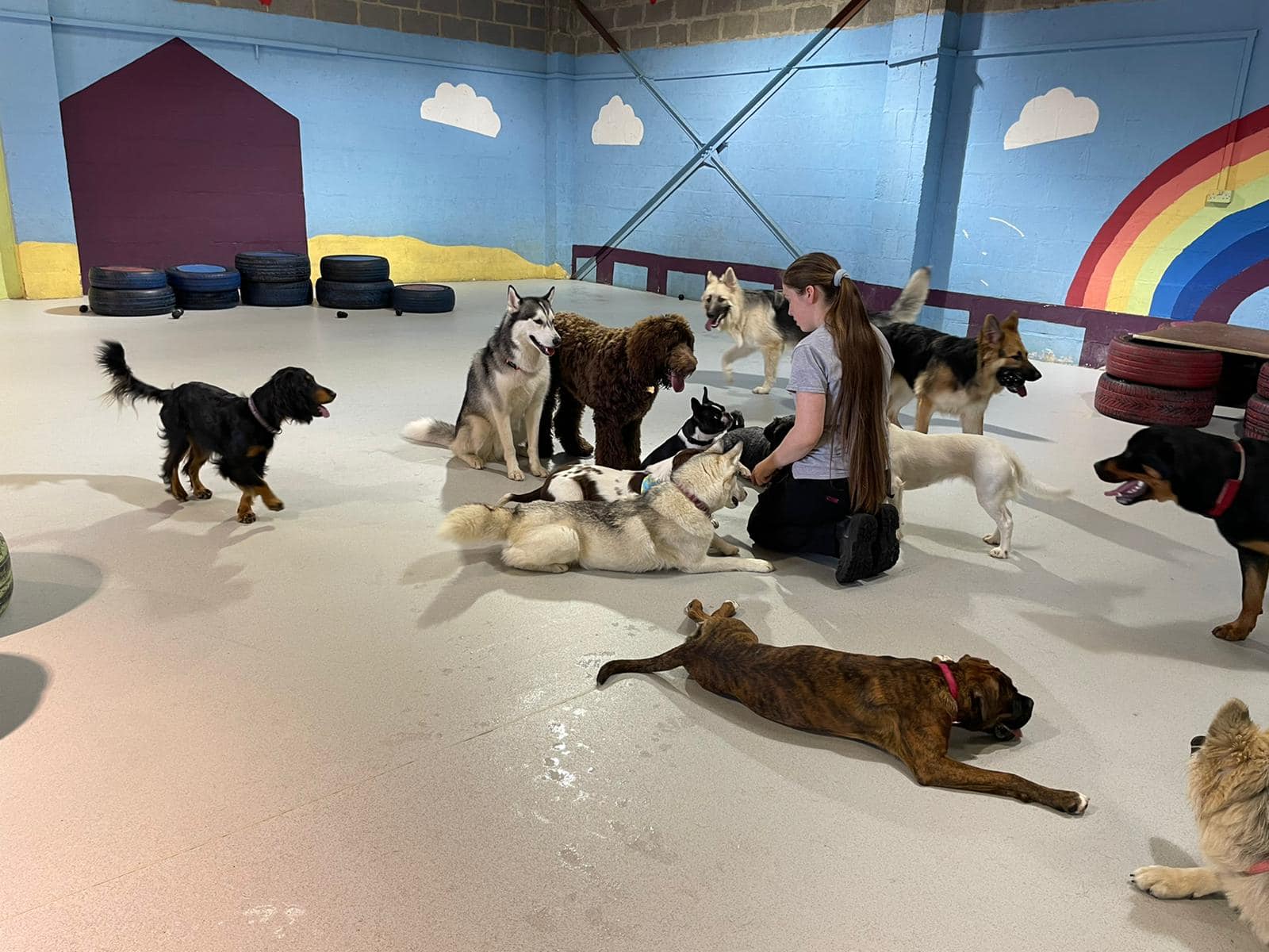 Bff store dog daycare